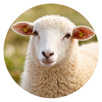 çiftçi-deposu-küçükbaş-PNGGG